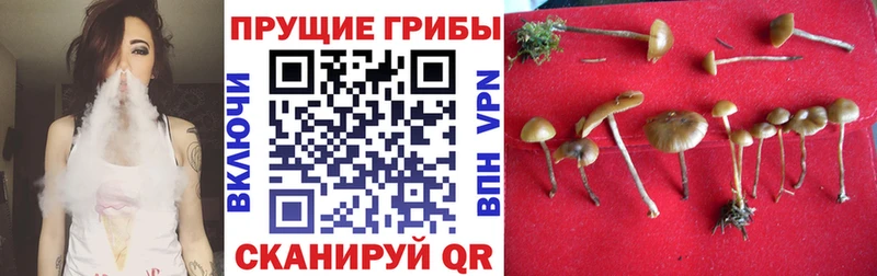 Псилоцибиновые грибы Psilocybe  даркнет сайт  Комсомольск-на-Амуре 